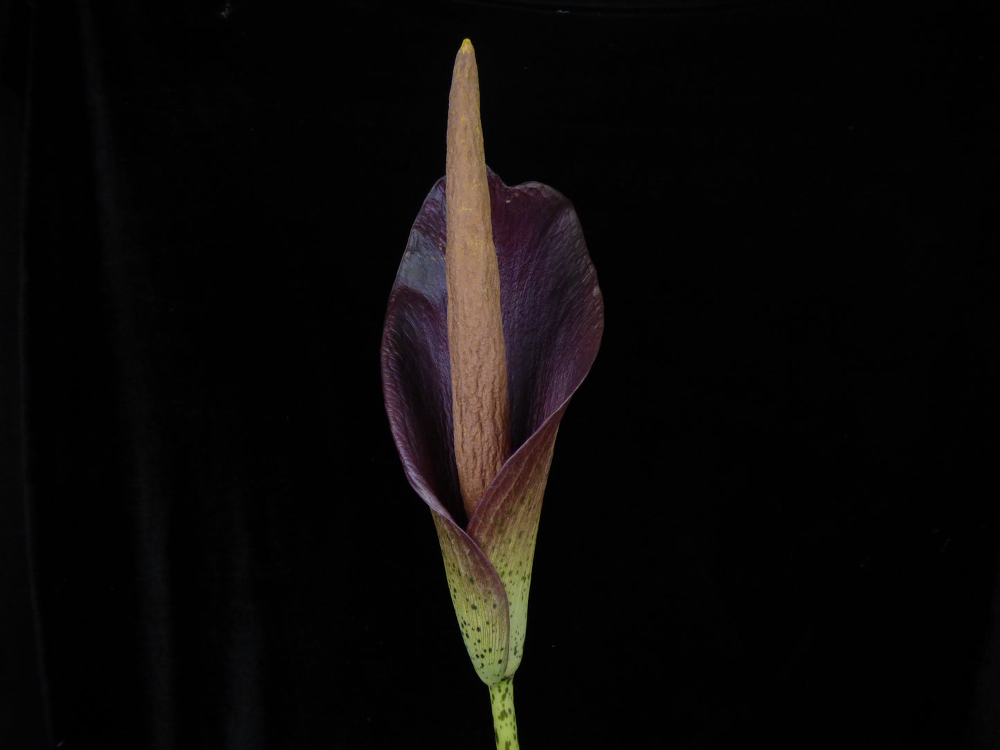 Amorphophallus konjac ‘Leo Song’ - Cold Hardy - Seedling Size tuber