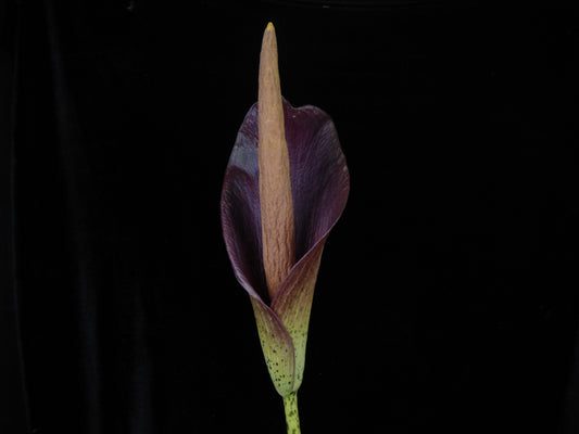 Amorphophallus konjac ‘Funky Form' - Cold Hardy - Near blooming size