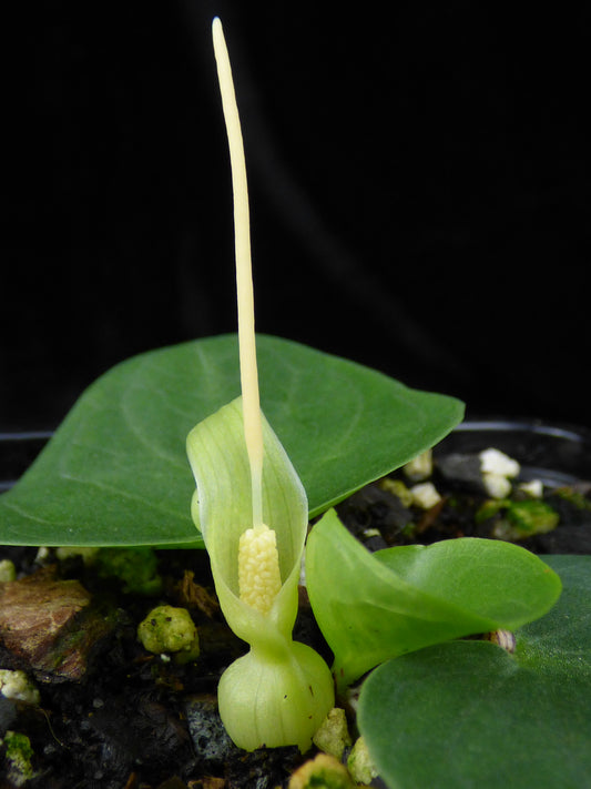 Typhonium orbifolium - Large seedling size tuber