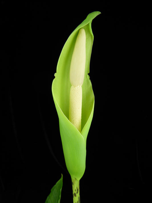 Amorphophallus krausei 'Giant Form 2' - Near Blooming tuber