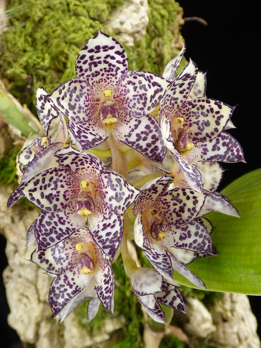 Bulbophyllum kubahense - Seedling Size