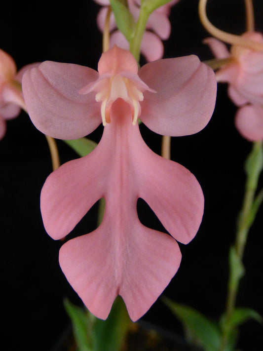 Habenaria Kakoeri (roebelenii x carnea fma. Nivosa) - Large seedling Tuber