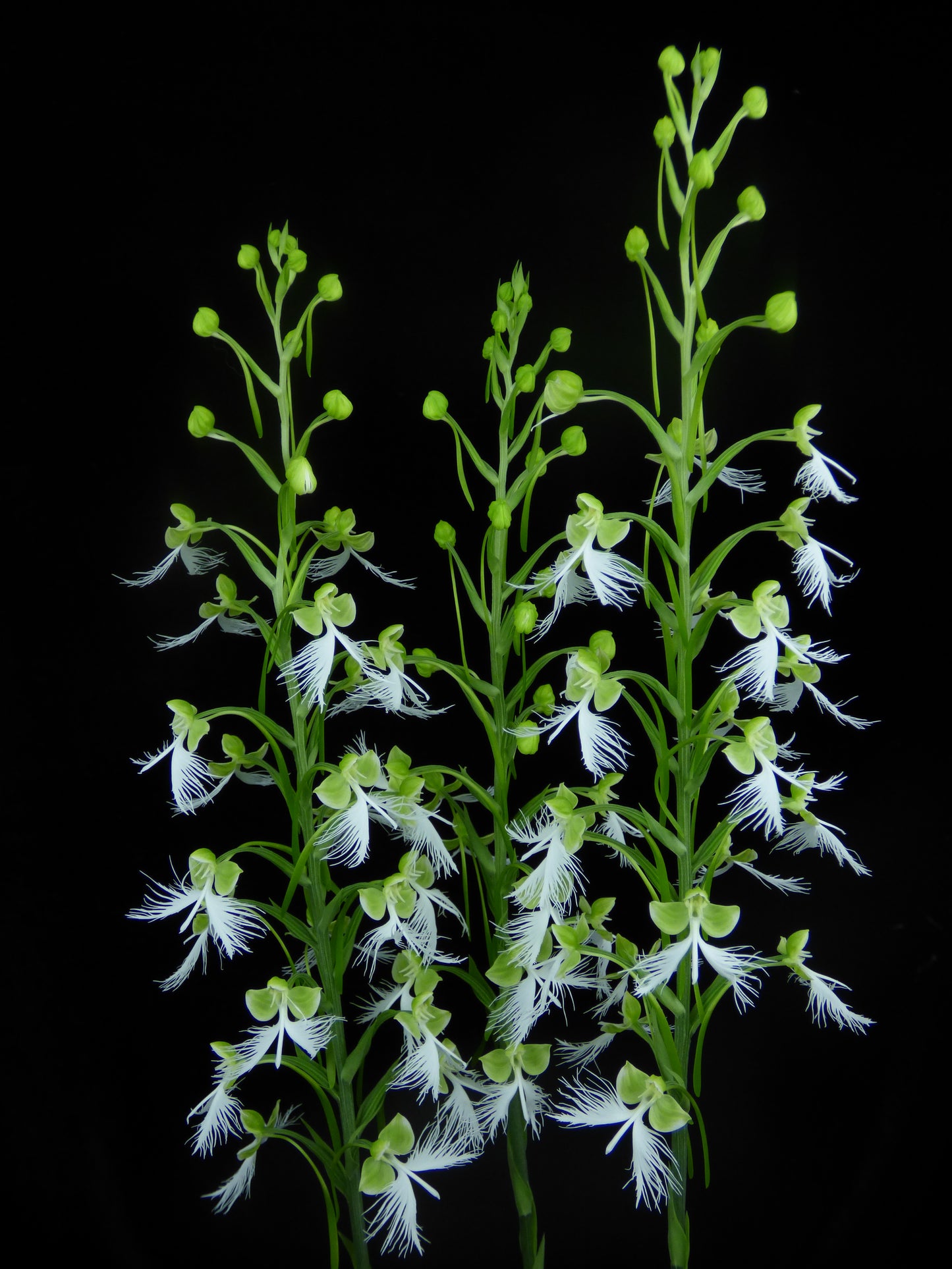 Habenaria Fornix 'Ferrous' - Seedling TUBER