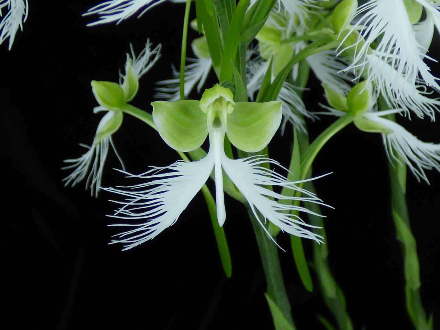 Habenaria Fornix 'Ferrous' - Seedling TUBER