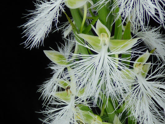 Habenaria Arbor Vitae (Select A) -Large blooming size TUBER