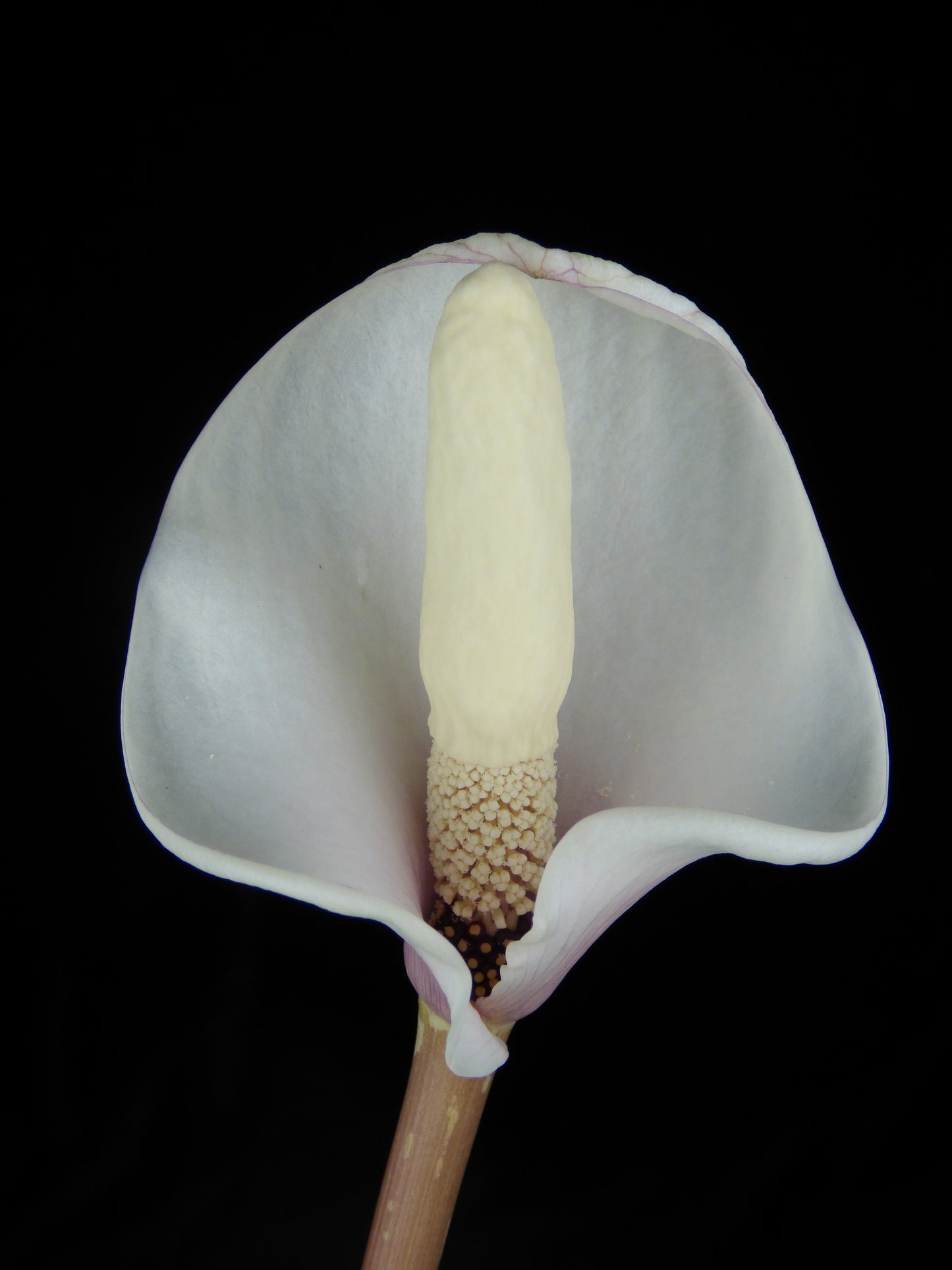 Amorphophallus ferruginosus - Seedling offsets