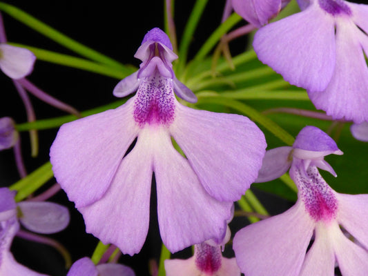 Cynorkis angustipetala - Blooming size Tuber