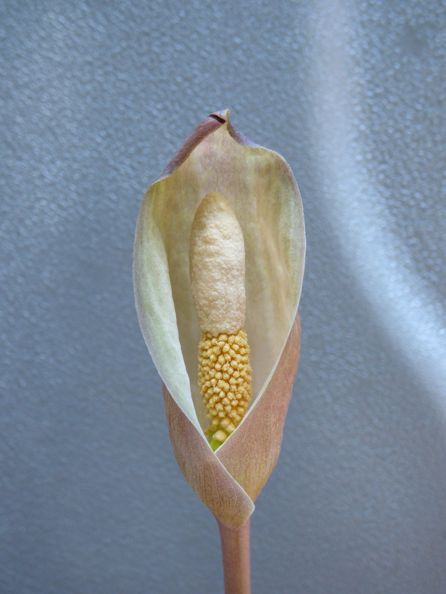 Amorphophallus sp. (Thailand #1) - Tuber
