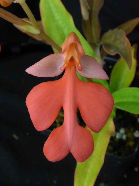 Habenaria Moiano (Select B2) - Tuber