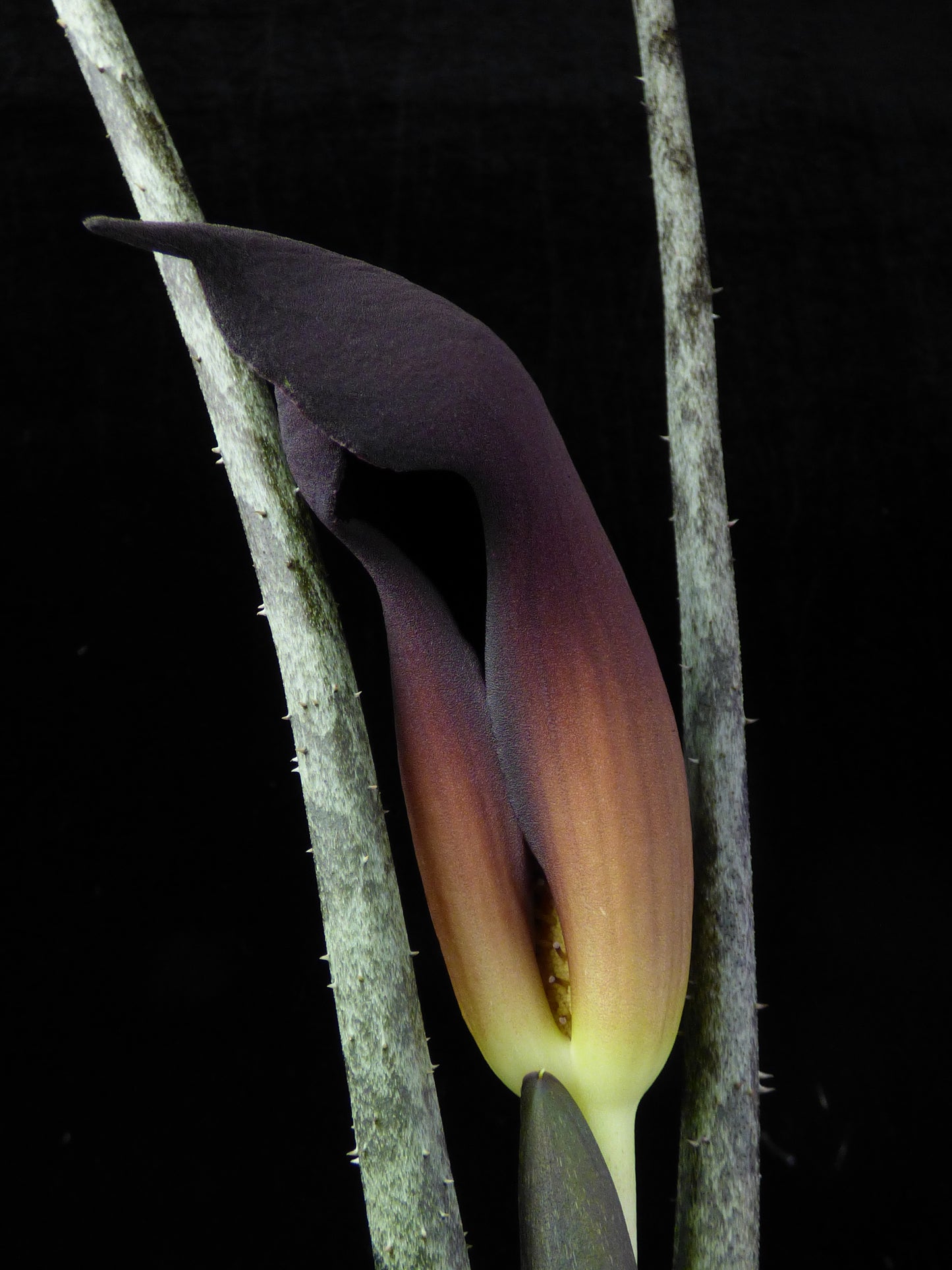 Pycnospatha arietina - RARE - Seedling offset