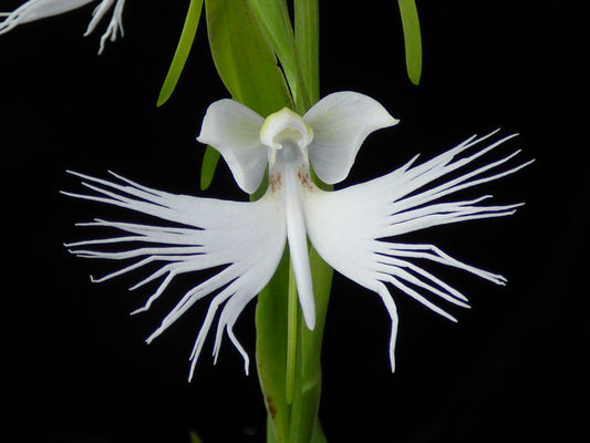 Pectabenaria Longwood Snow Dragon (Select B) - Seedling size tuber