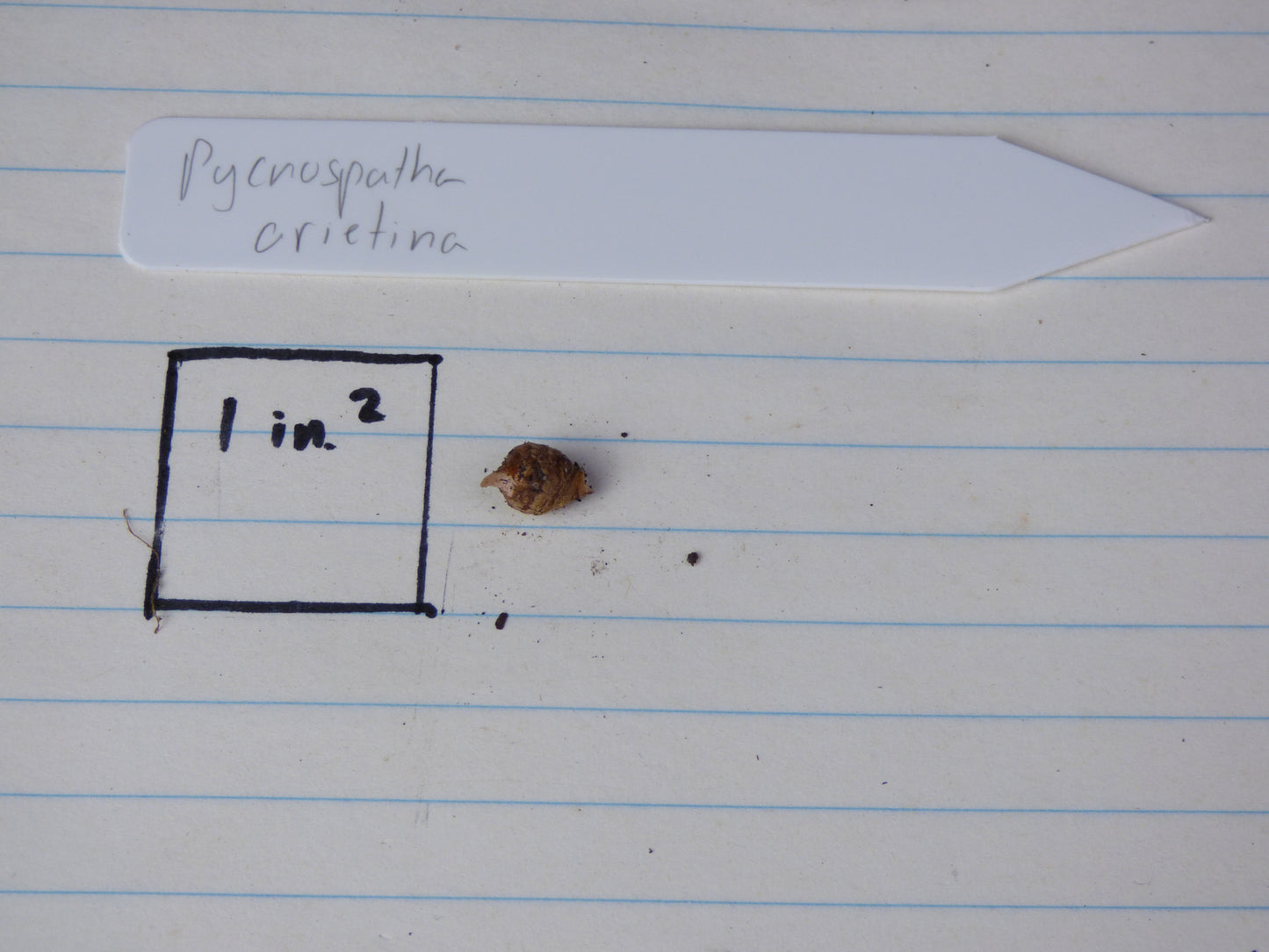 Pycnospatha arietina - RARE - Seedling offset