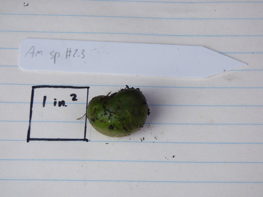 Amorphophallus sp. 2.3 (maximus-type)- Large seedling size tuber