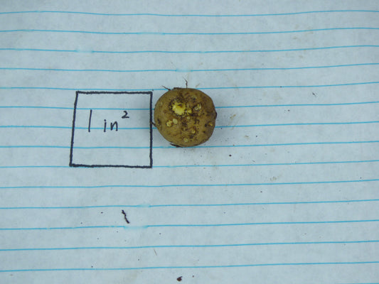 Amorphophallus fuscus (AGA-0872-02) - Seedling tuber