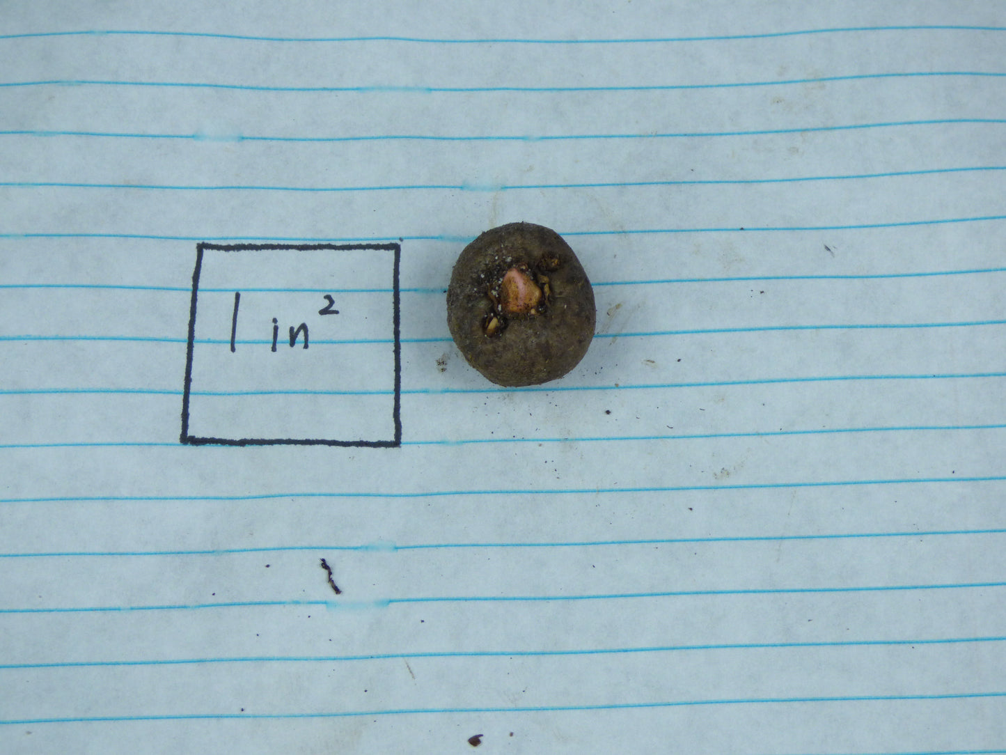 Amorphophallus konjac - COLD HARDY Seedling tuber