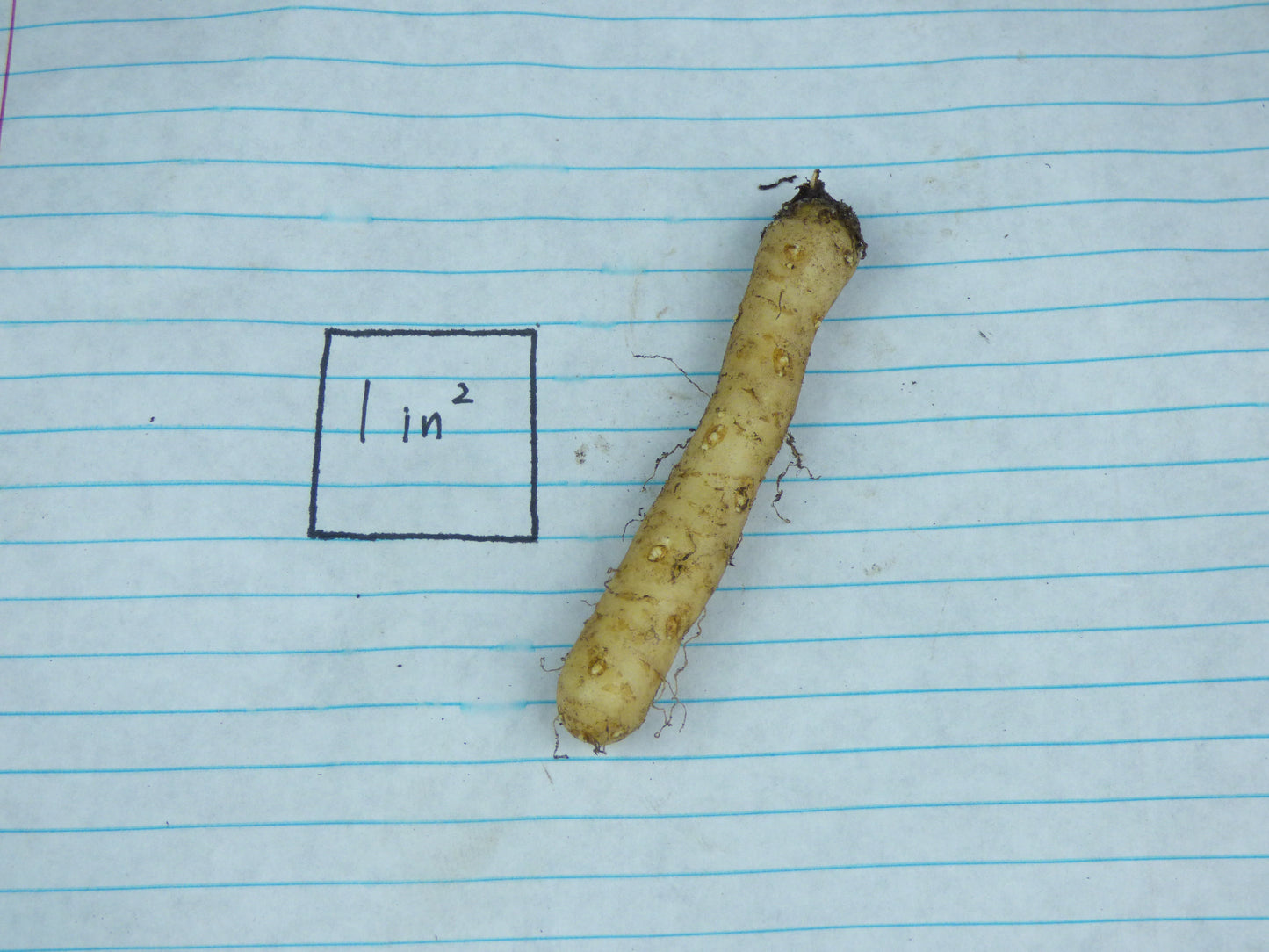 Amorphophallus josefbogneri - Tuber