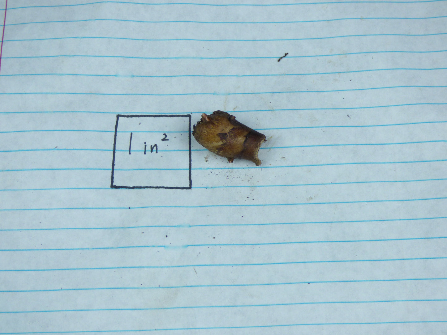 Amorphophallus Konbus 'Green Genes' - COLD HARDY Tuber