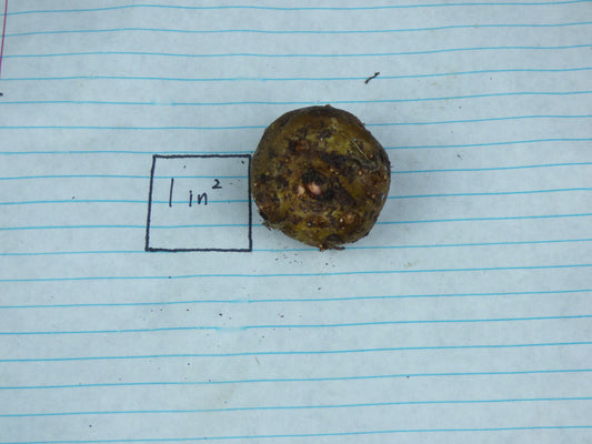 Amorphophallus Konbus 'Green Genes' - COLD HARDY Tuber