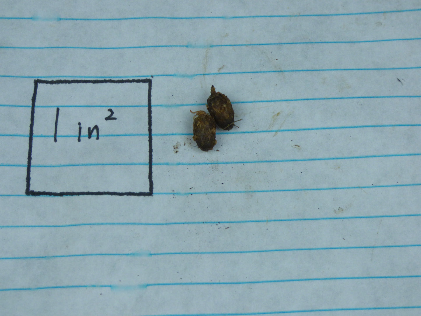 Amorphophallus 'Le Petit Prince' - MINI Corpse Flower - Sweet fragrance