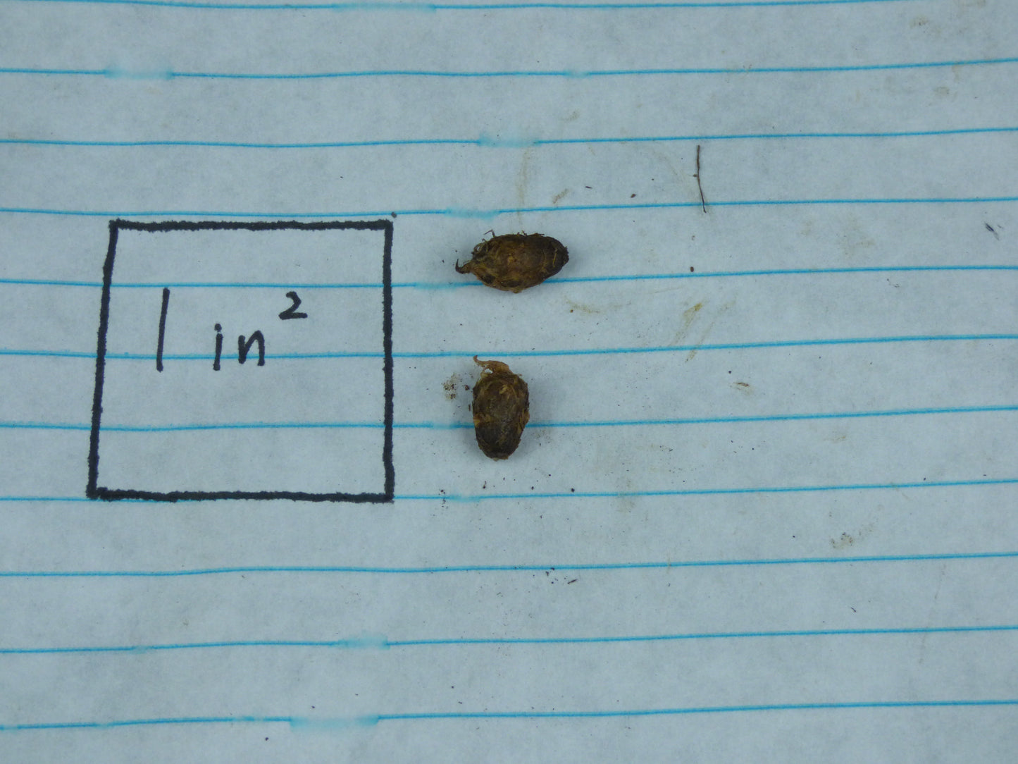 Amorphophallus 'Majda' (AGA-2787-01) - MINI Corpse Flower - Sweet fragrance