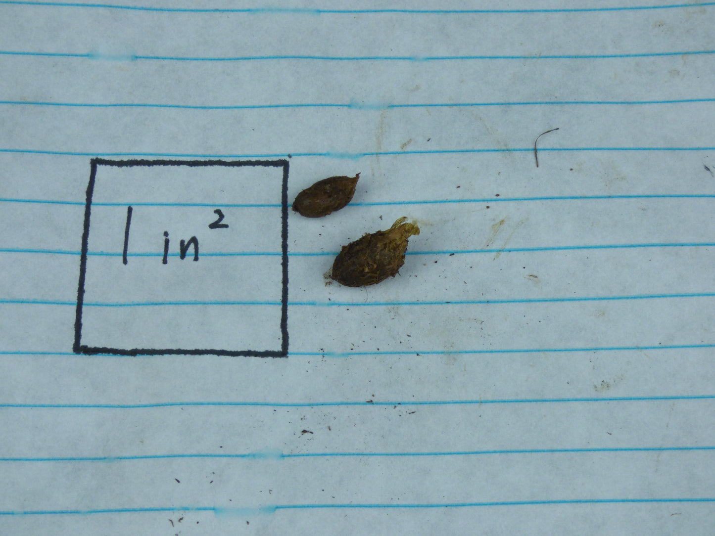 Amorphophallus pulchellus - MINI Corpse Flower - Sweet fragrance