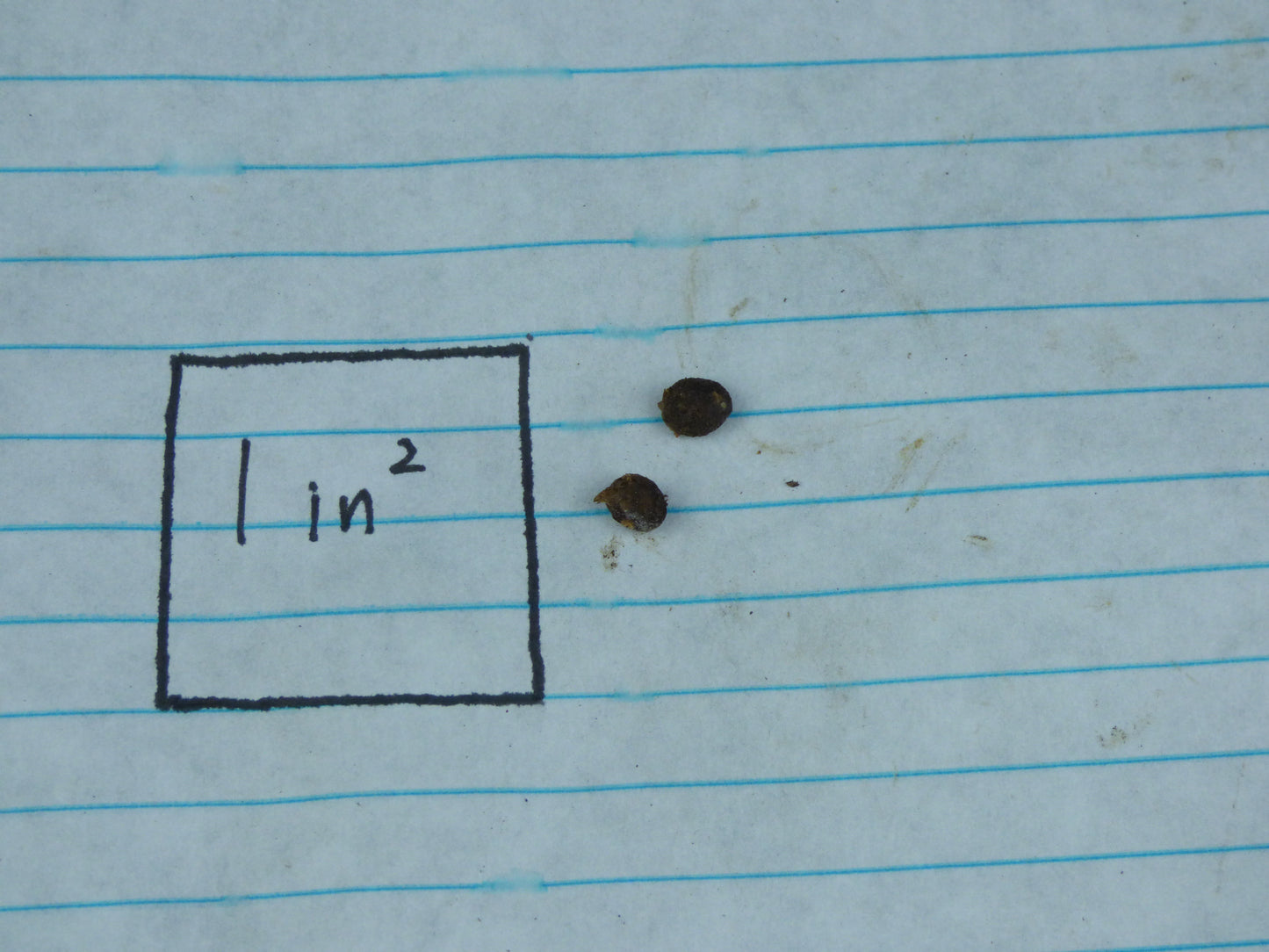 Amorphophallus ongsakulii - MINI Corpse Flower - Sweet Fragrance