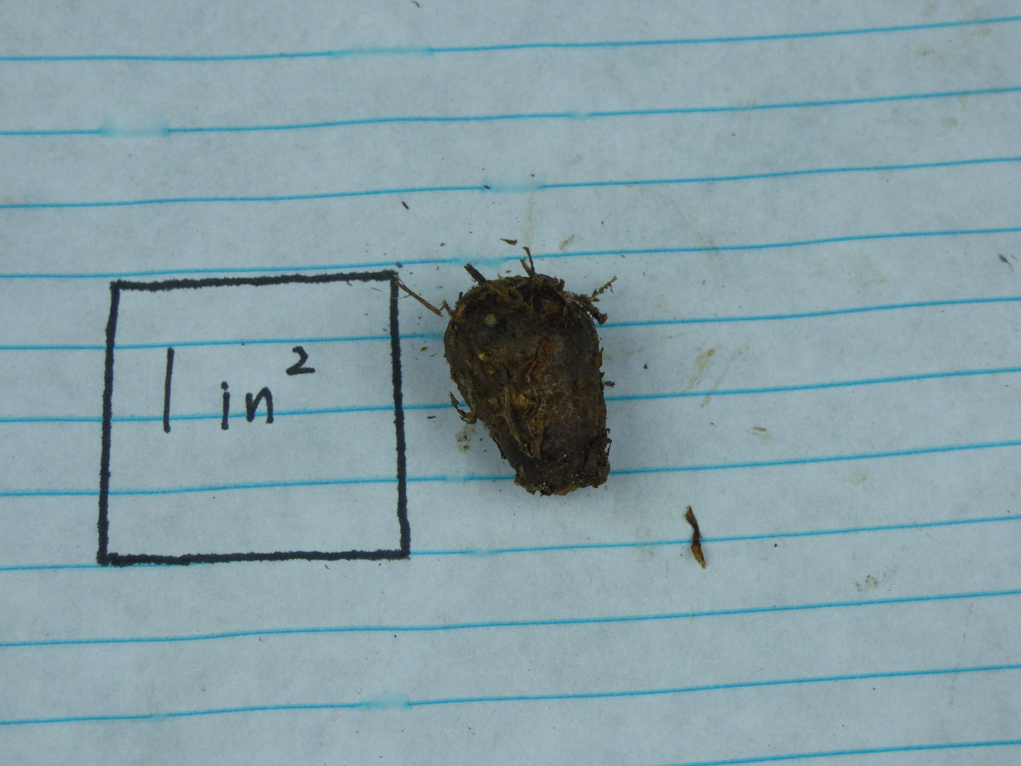 Amorphophallus myosuroides (AGA-1756-02) - MINI Corpse Flower - Sweet fragrance