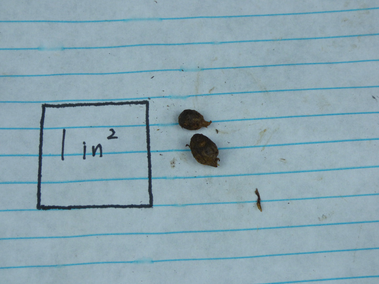 Amorphophallus myosuroides (AGA-1756-02) - MINI Corpse Flower - Sweet fragrance