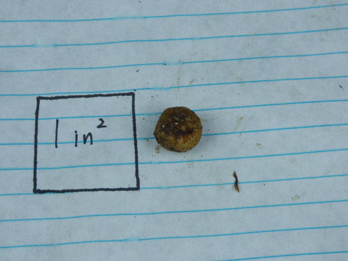 Amorphophallus krausei 'Kew Form' - Seedling tuber