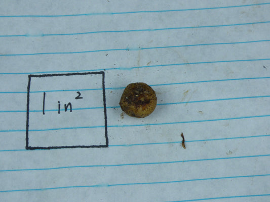 Amorphophallus krausei 'Kew Form' - Seedling tuber