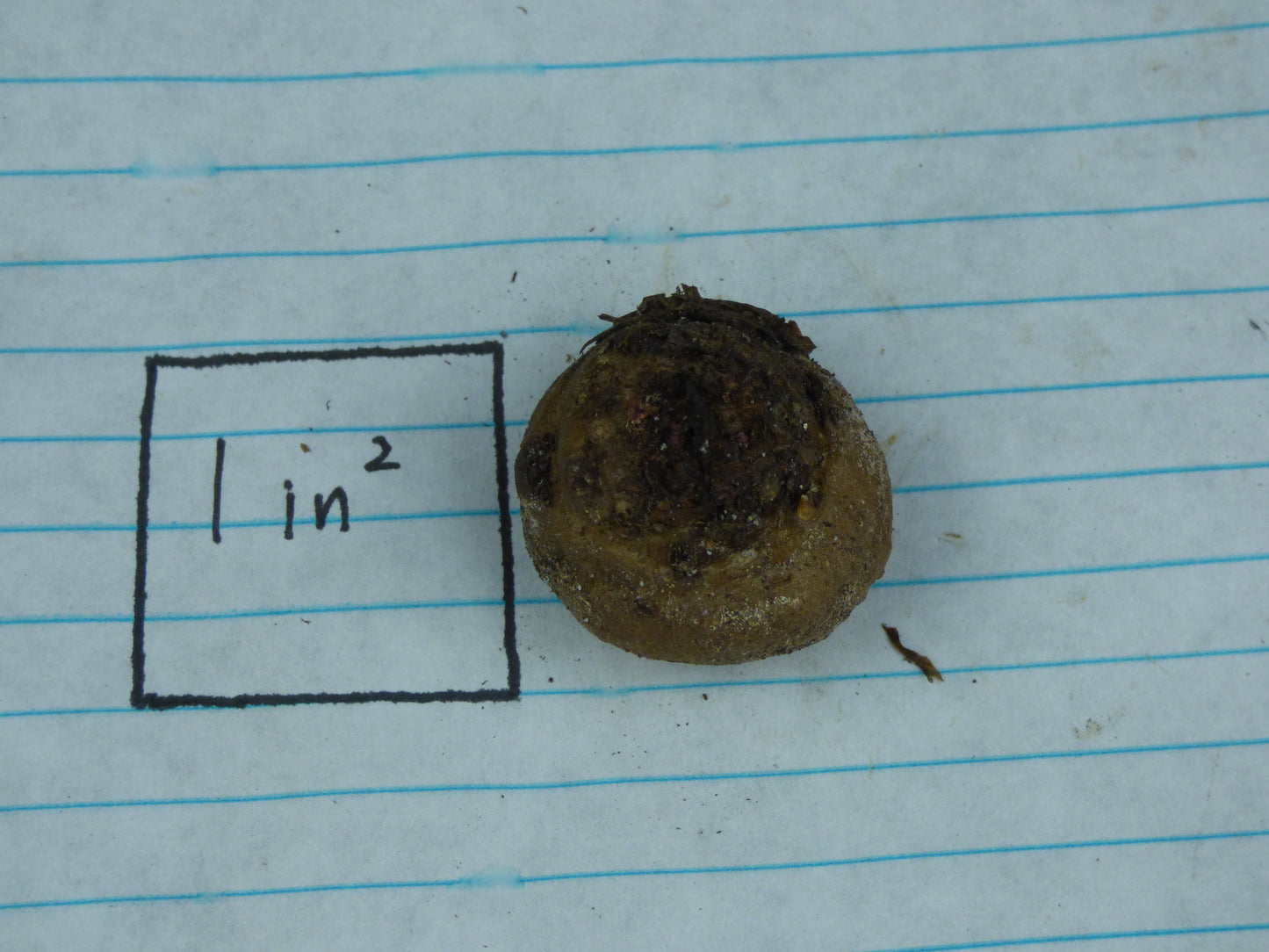 Amorphophallus natolii (AGA-2376-01) - Tuber