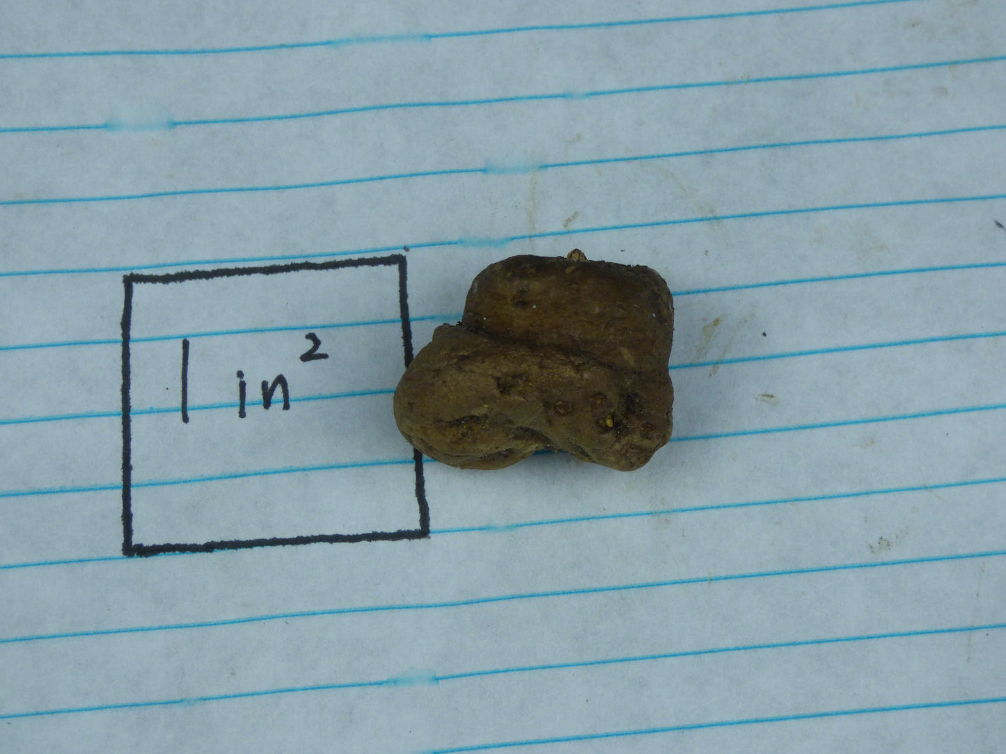 Amorphophallus cf. albispathus (silver leaves, pink spotted petiole) - Large seedling tuber