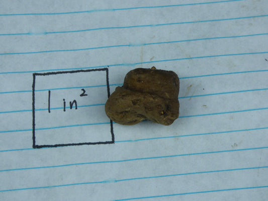 Amorphophallus cf. albispathus (silver leaves, pink spotted petiole) - Large seedling tuber