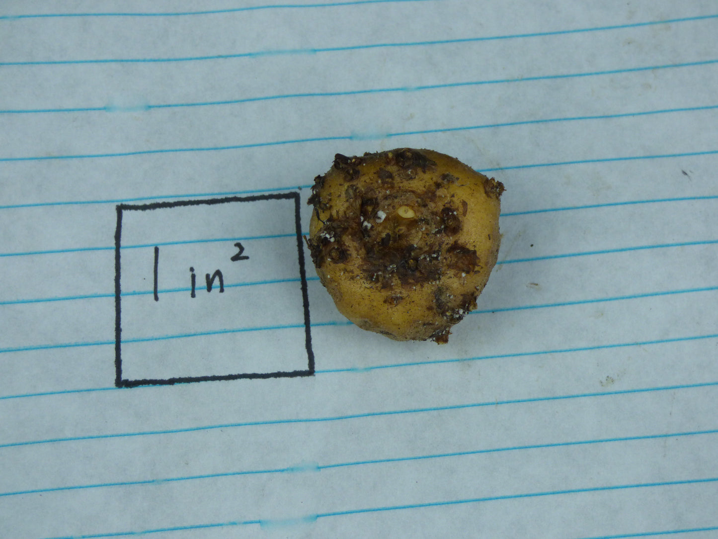 Amorphophallus sp. (Thailand #1) - Tuber