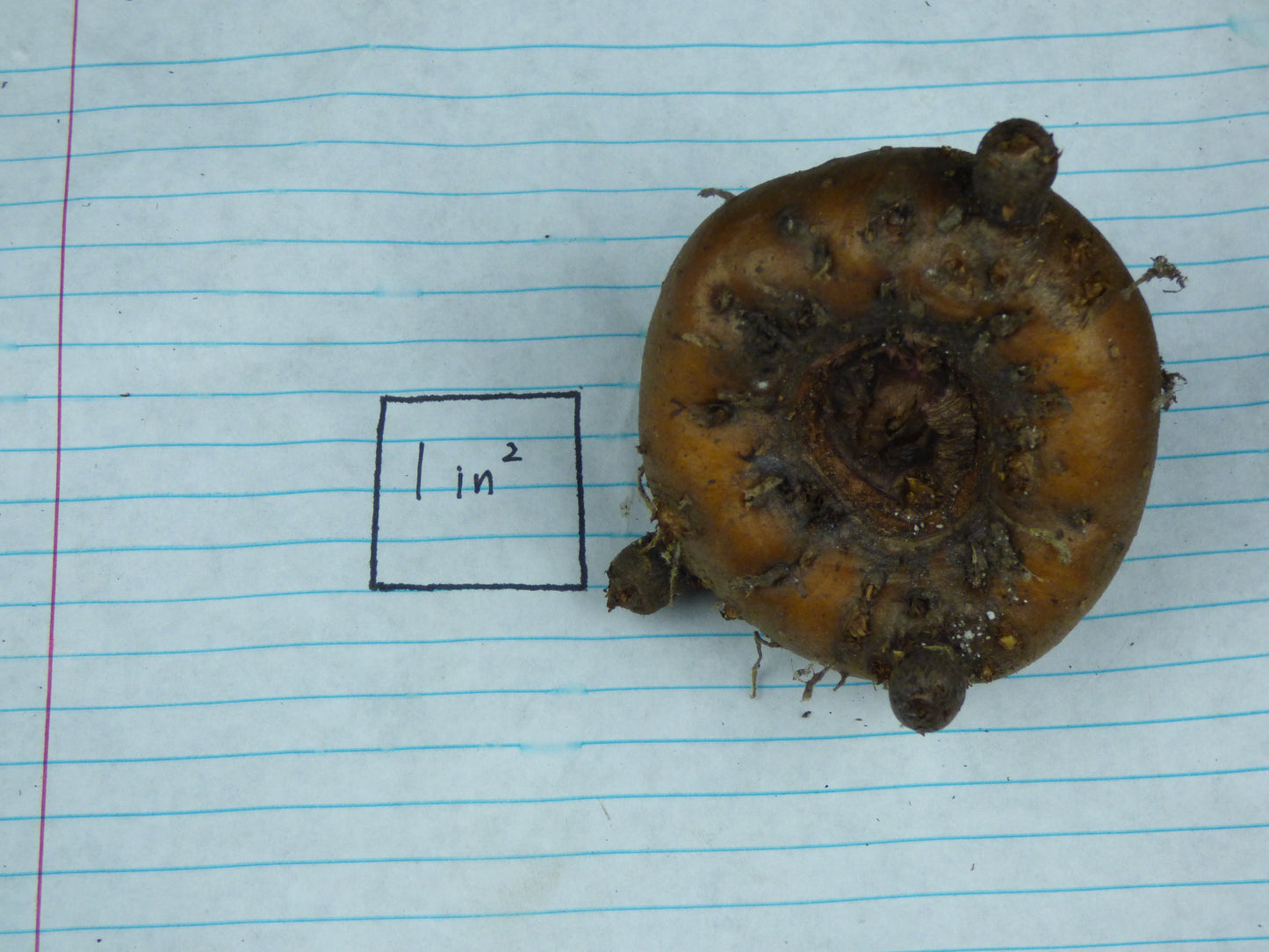 Amorphophallus sp. (Thailand #1) - Tuber