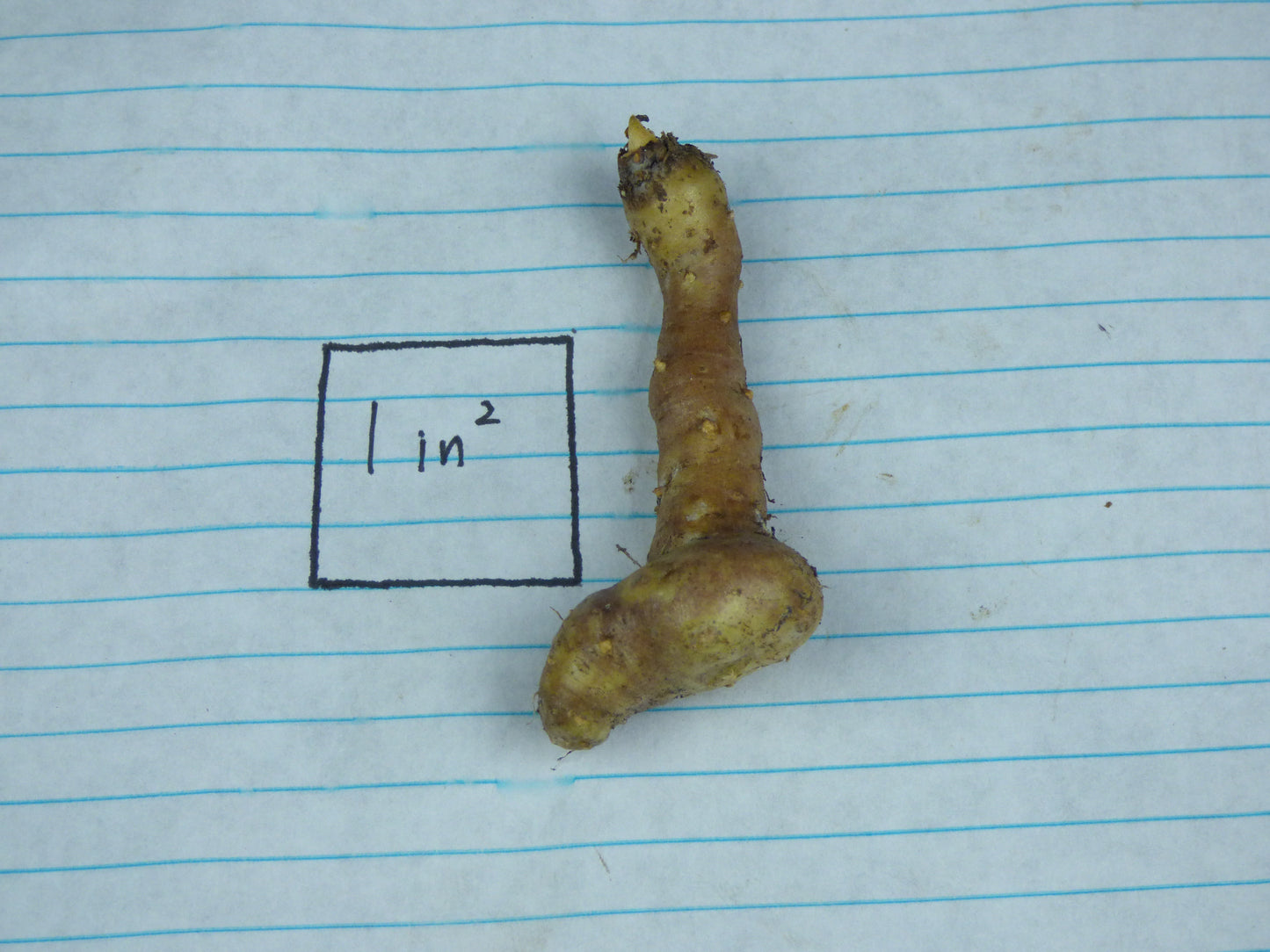 Amorphophallus allenii - Near blooming size tuber