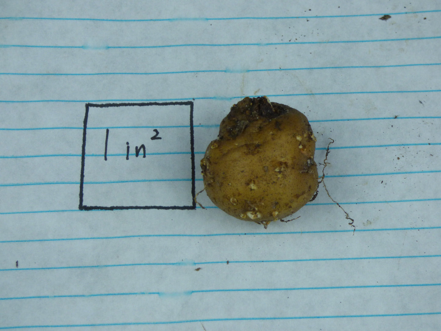 Amorphophallus saururus (AGA-0238-01) - Near blooming tuber