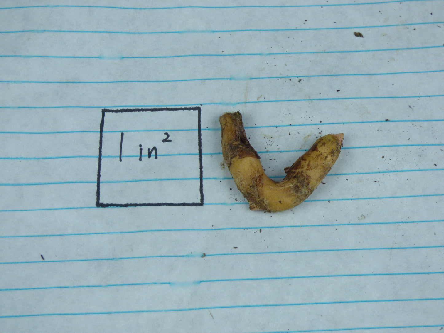 Amorphophallus (lewallei x eichleri) - Seedling tuber