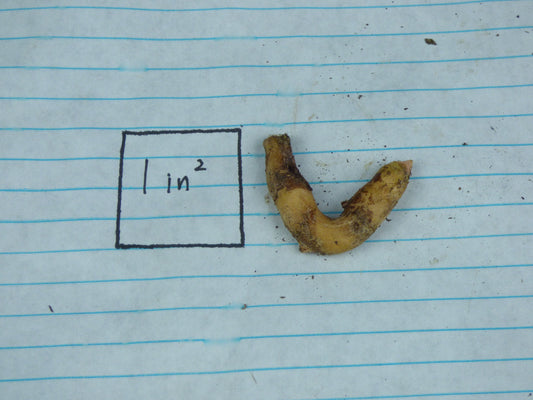 Amorphophallus (lewallei x eichleri) - Seedling tuber