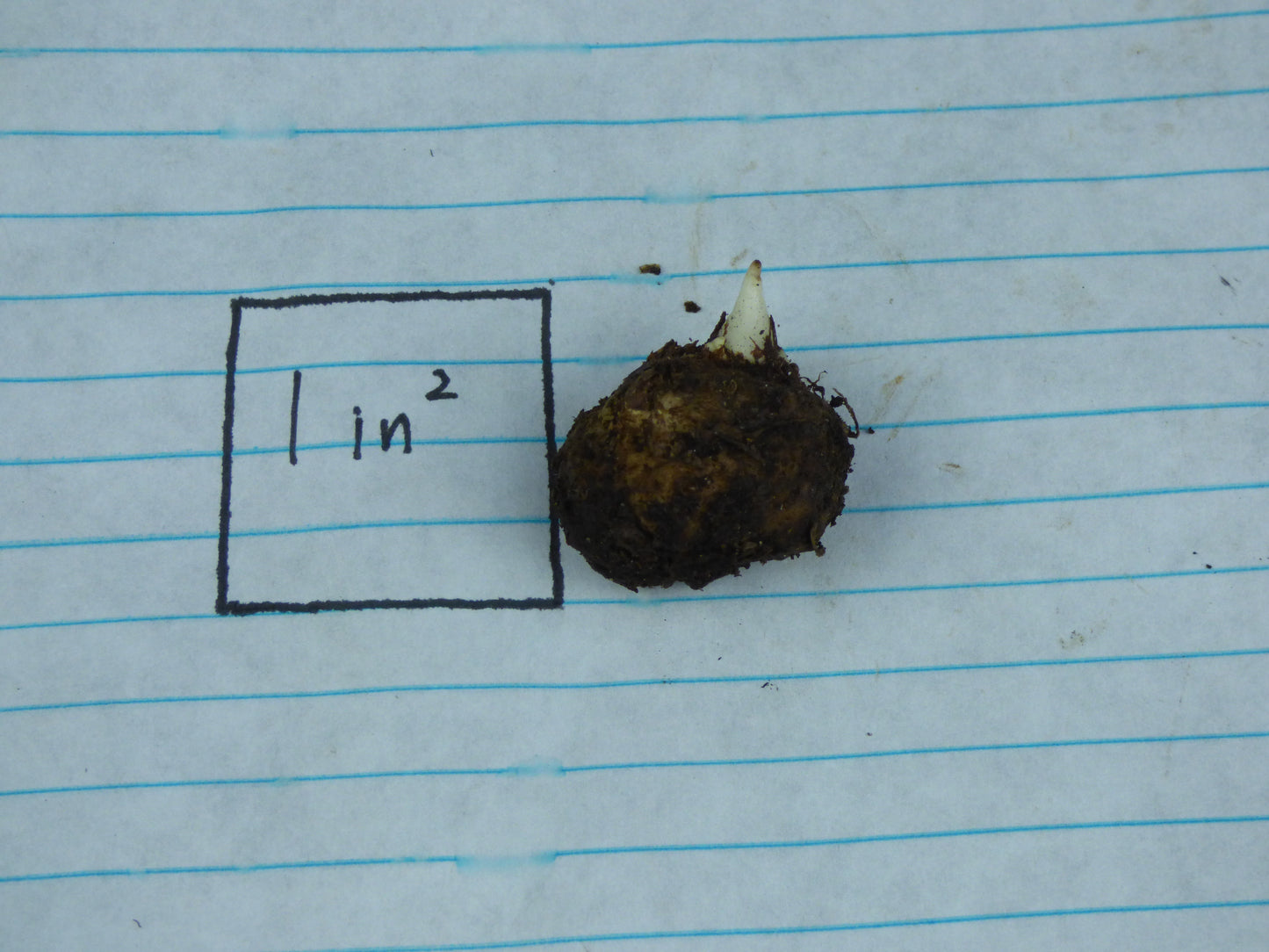 Amorphophallus ochroleucus - Seedling tuber