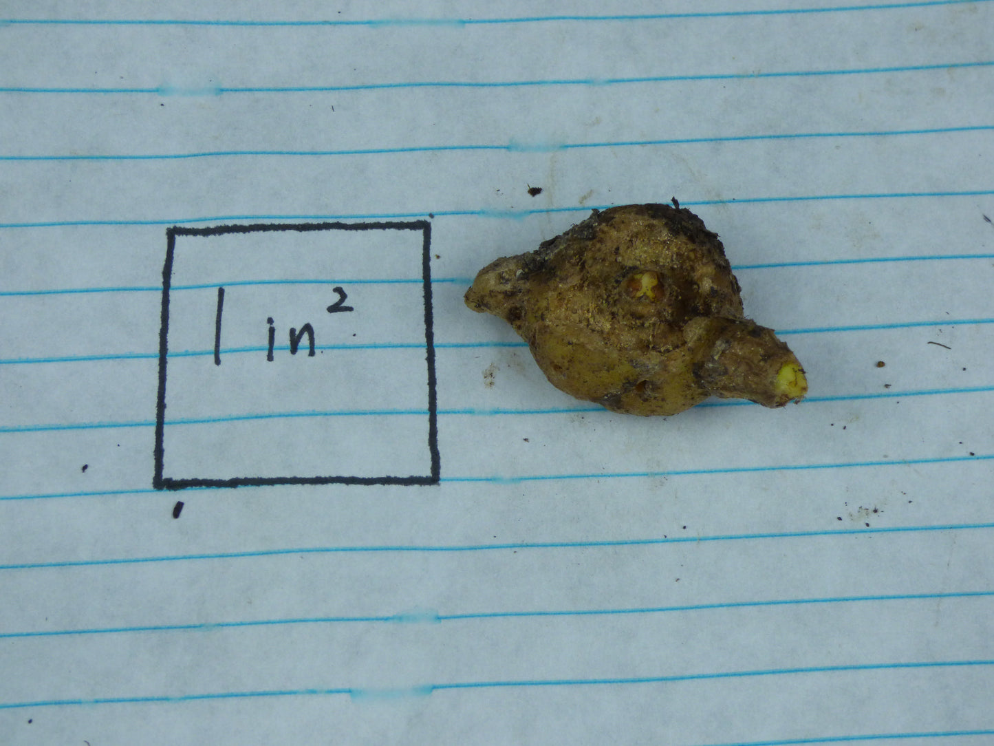 Amorphophallus sp. (Araceli, DWL-9704) - Large seedling size tuber