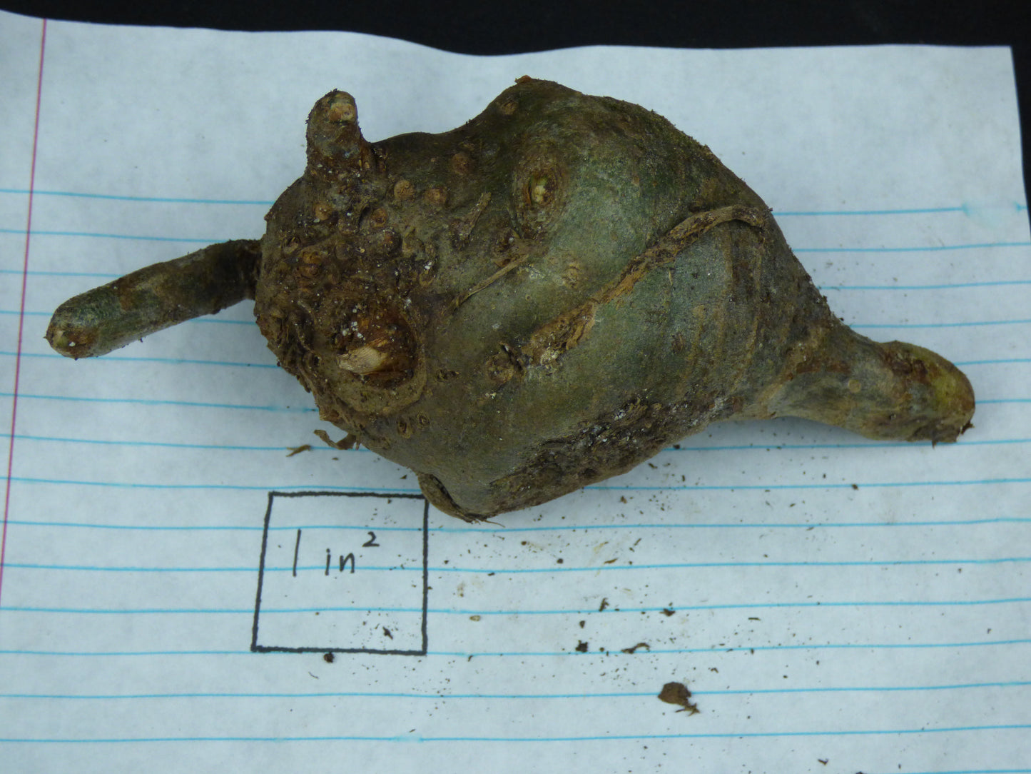 Amorphophallus impressus - Tuber