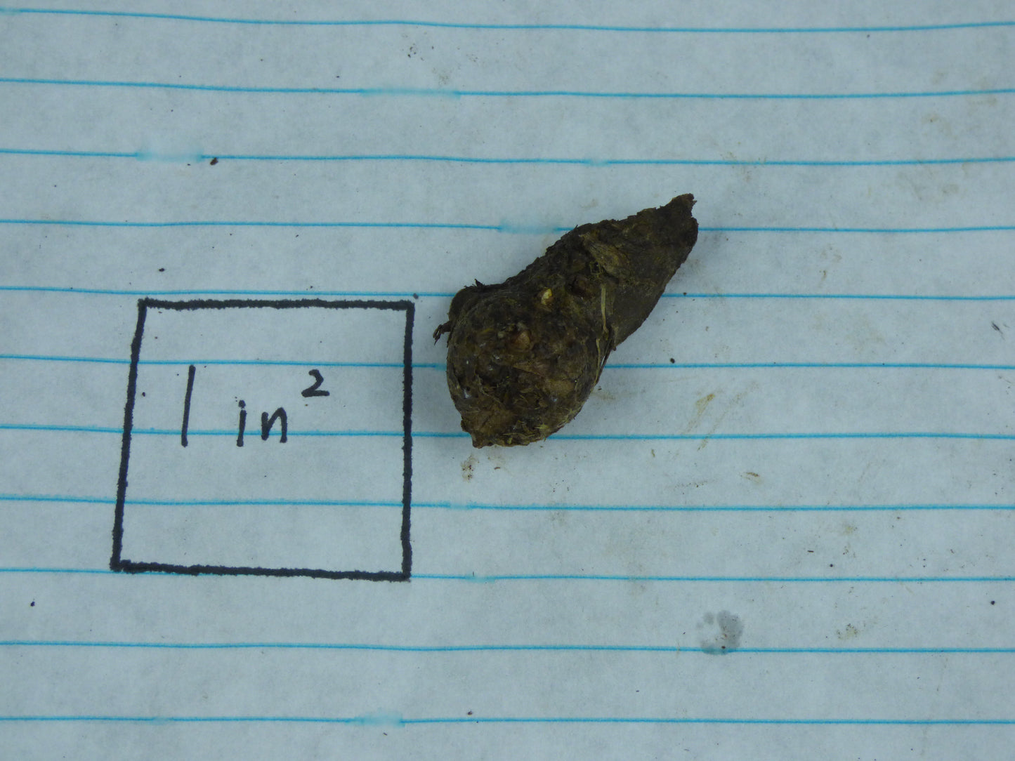 Amorphophallus antsingyensis (silver) A958 - SILVER foliage - Seedling size