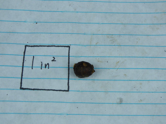 Amorphophallus cf. putii - Seedling tuber