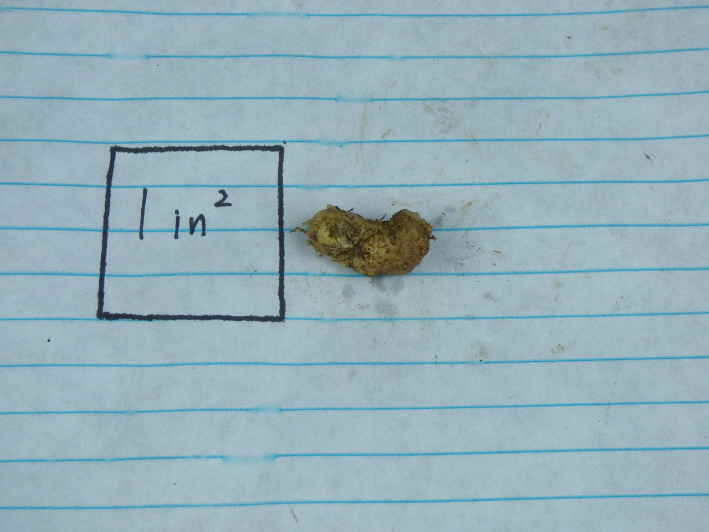 Typhonium trilobatum 'Giant Form' - Seedling tuber