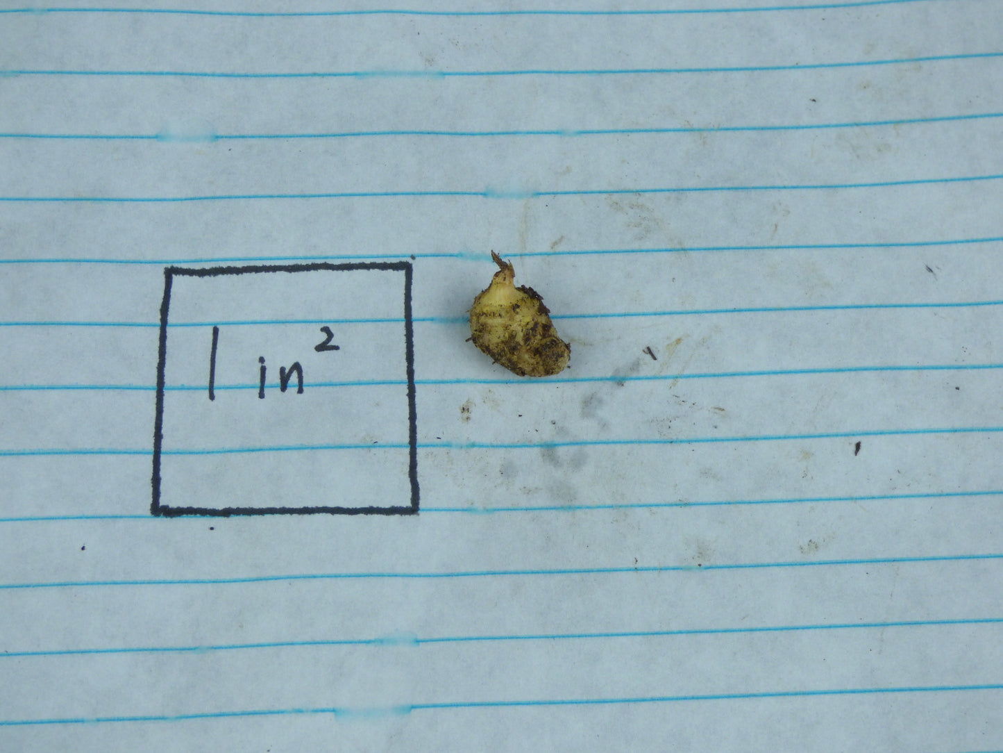 Typhonium cordifolium - MINI Corpse Flower relative - Large seedling tuber