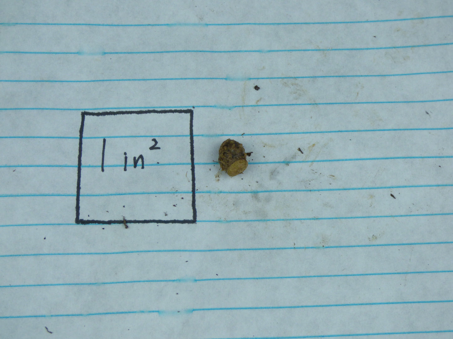 Typhonium albidinervum (AGA-2277-01) - MINI Corpse Flower relative - Tuber