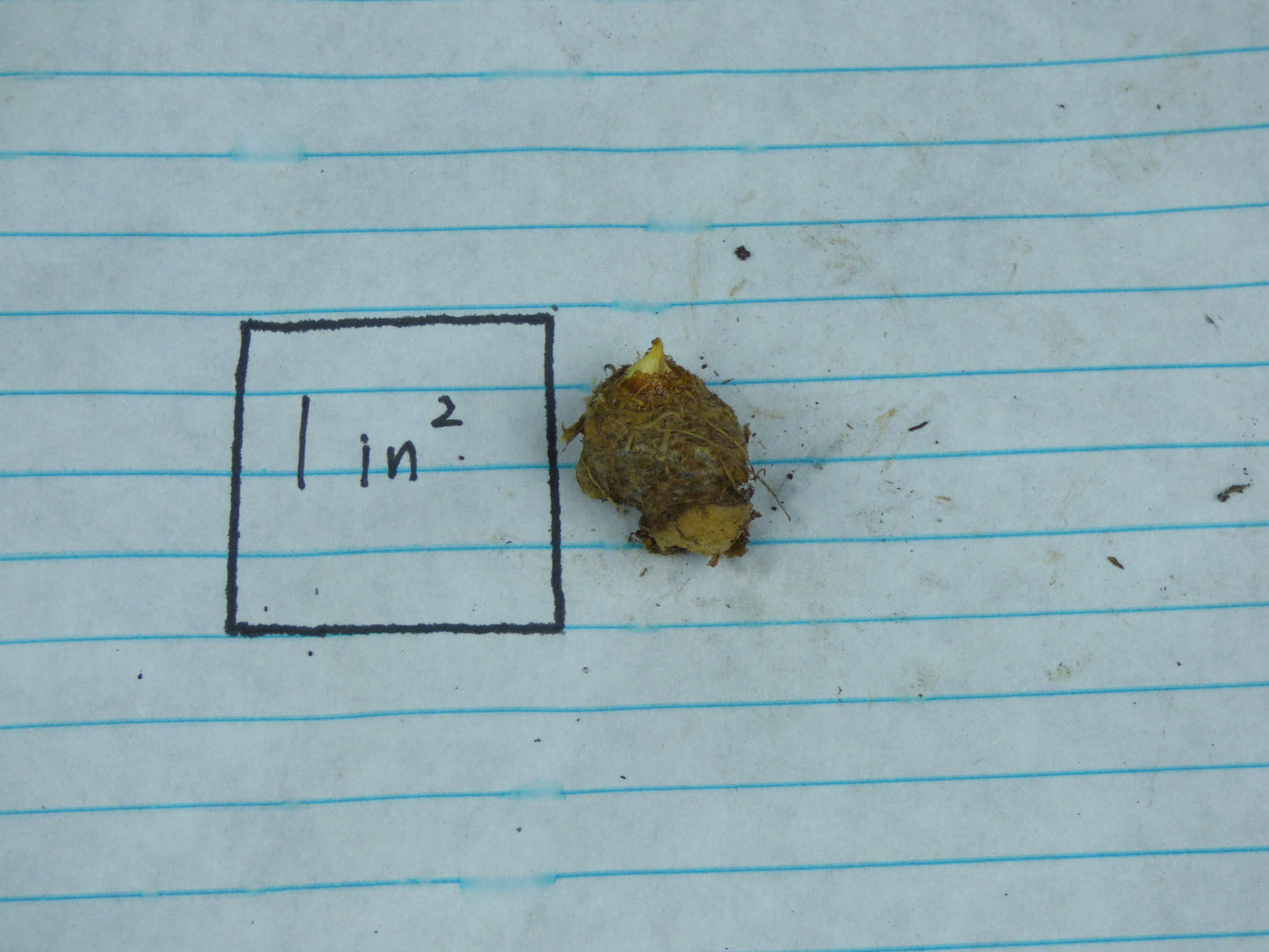 Typhonium albidinervum (AGA-2277-01) - MINI Corpse Flower relative - Tuber