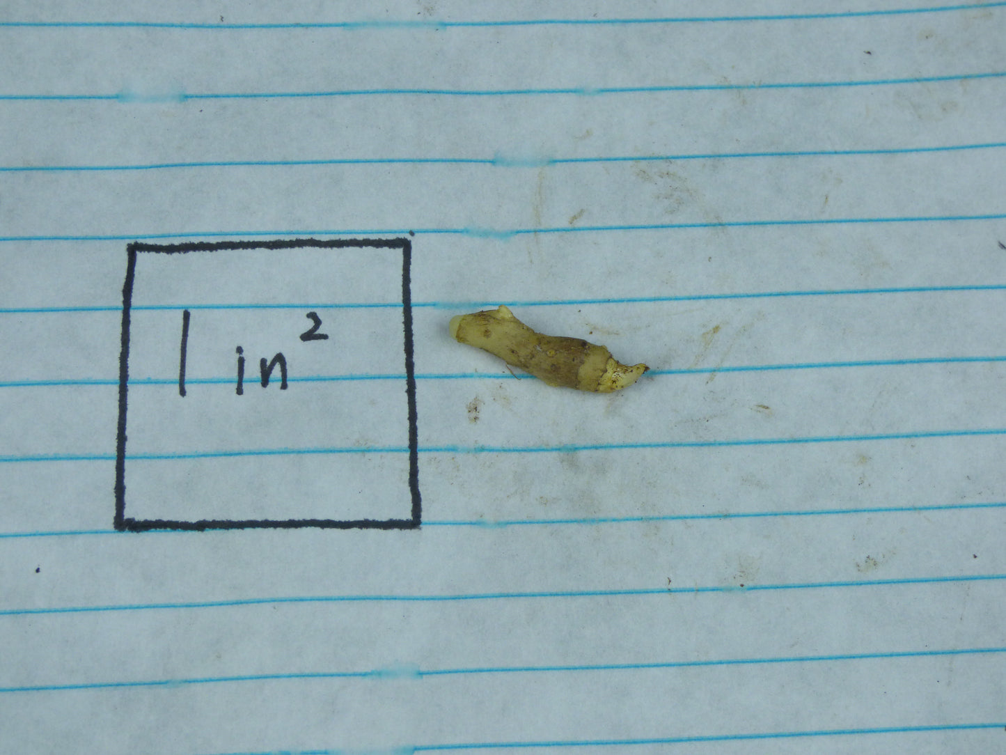 Typhonium smitinandii - Near blooming size tuber