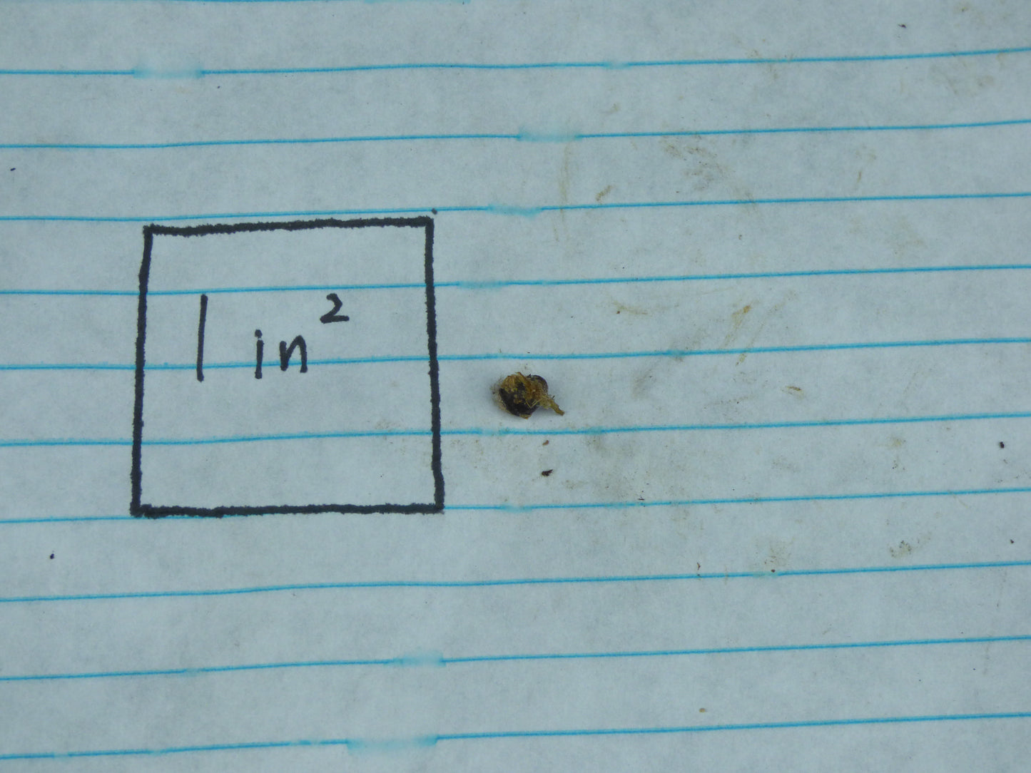 Typhonium cordifolium (silver spot) - MINI Corpse Flower relative - Offset